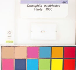 Drosophila quadrisetae image