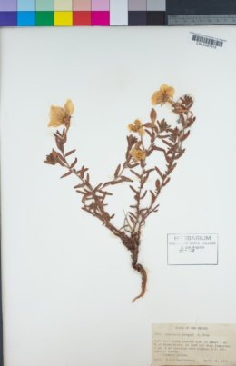 Image of Oenothera greggii