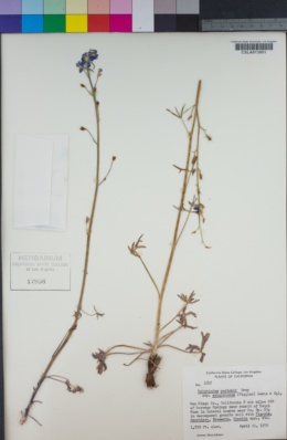 Delphinium parishii subsp. subglobosum image