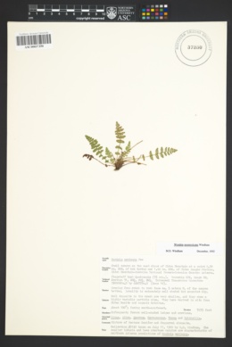 Woodsia neomexicana image