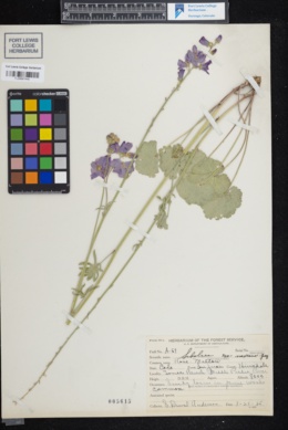 Sidalcea neomexicana var. neomexicana image