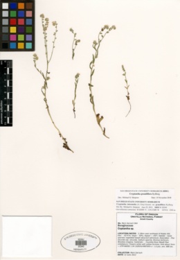 Cryptantha grandiflora image