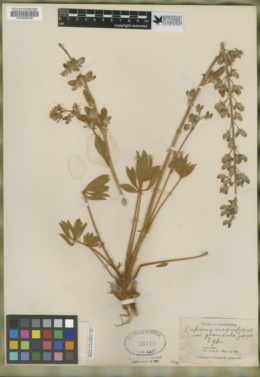 Lupinus magnificus image