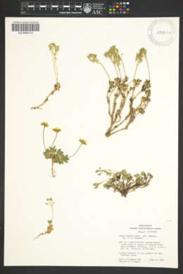 Draba lemmonii var. lemmonii image