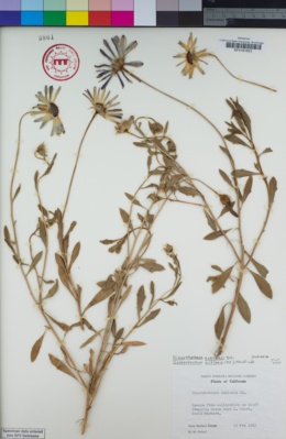 Image of Osteospermum ecklonis