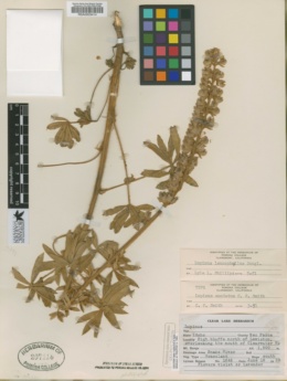 Image of Lupinus enodatus