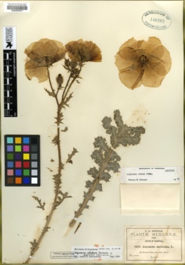 Image of Argemone albiflora