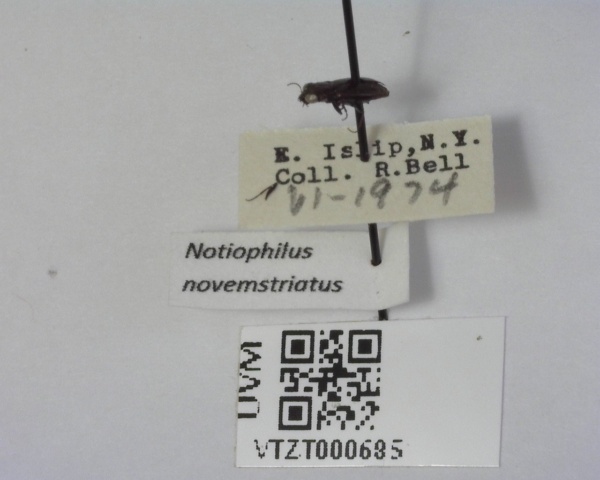 Notiophilus novemstriatus image