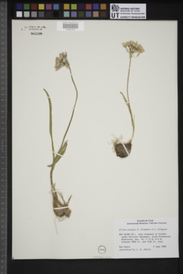 Allium passeyi image