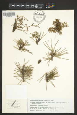 Arceuthobium laricis image