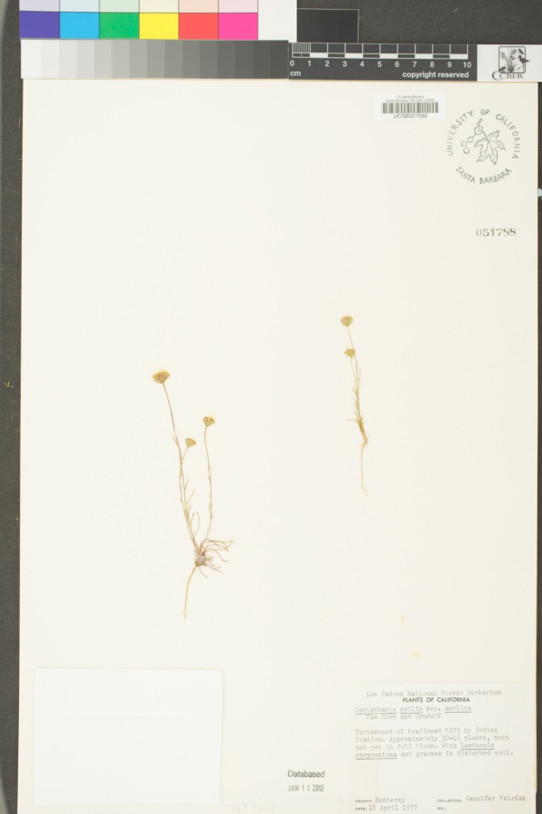 Pentachaeta exilis subsp. aeolica image