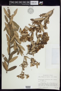 Banisteriopsis vernoniifolia image
