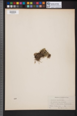 Image of Selaginella asprella