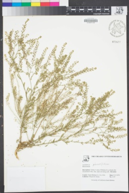 Image of Lepidium pinnatifidum