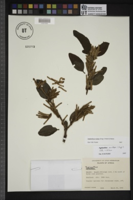 Image of Agelanthus molleri