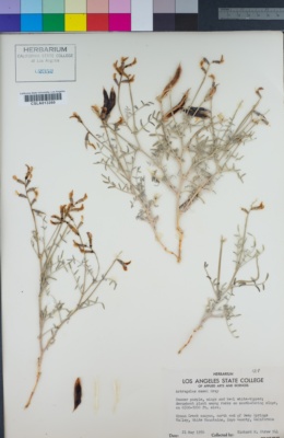 Image of Astragalus casei