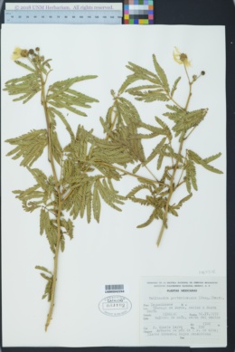 Image of Calliandra portoricensis