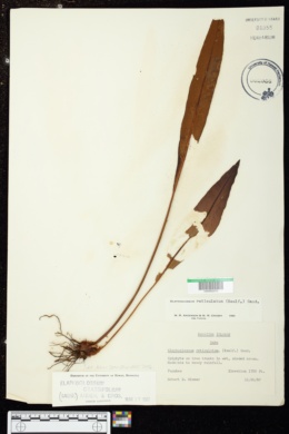 Elaphoglossum crassifolium image