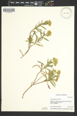 Stevia hispidula image