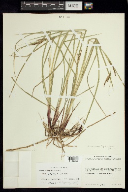 Carex mcvaughii image