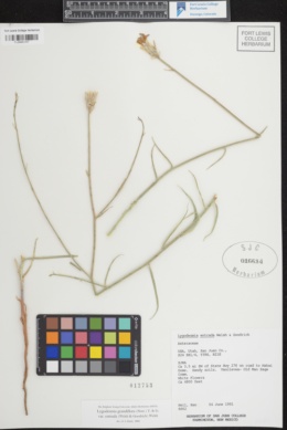 Lygodesmia grandiflora var. entrada image