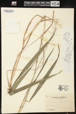 Phaenosperma globosum image
