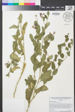 Image of Solanum xanti