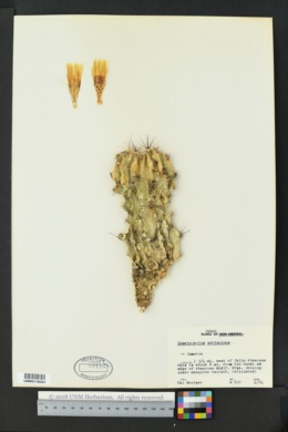 Thelocactus setispinus image