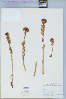 Rhodiola integrifolia var. neomexicana image