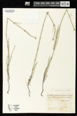 Image of Equisetum ramosissimum