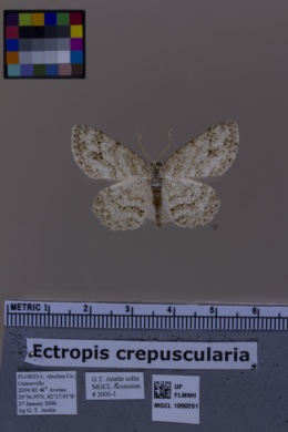 Ectropis crepuscularia image