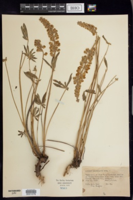Lupinus spathulatus image