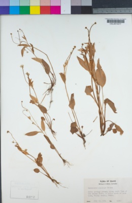 Ranunculus populago image
