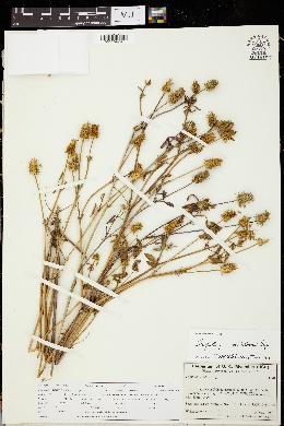 Trifolium vavilovii image
