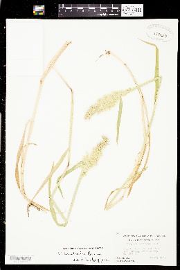 Polypogon australis image