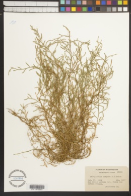Selaginella oregana image