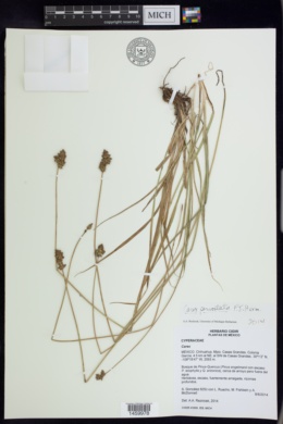 Carex percostata image