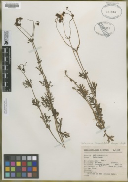 Valeriana tanacetifolia image