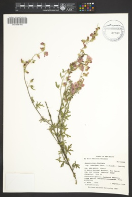 Sphaeralcea digitata subsp. tenuipes image