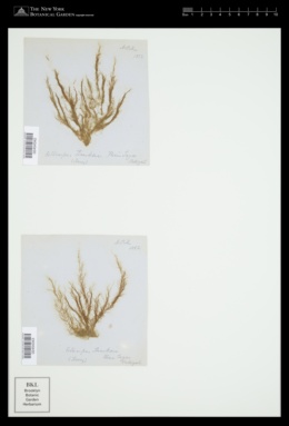 Ectocarpus hincksiae image