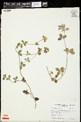 Trifolium trichocephalum image