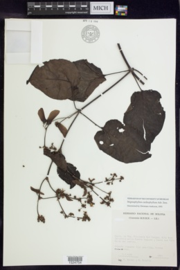 Stigmaphyllon cardiophyllum image