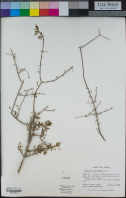 Image of Forestiera angustifolia