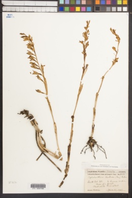 Image of Cephalanthera austinae