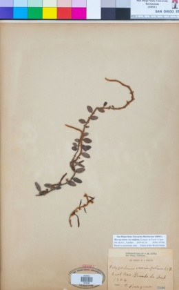 Microgramma vacciniifolia image