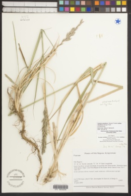 Leymus secalinus subsp. secalinus image
