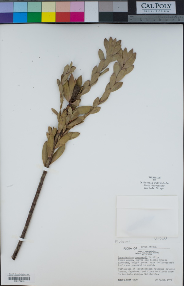 Leucadendron macowanii image