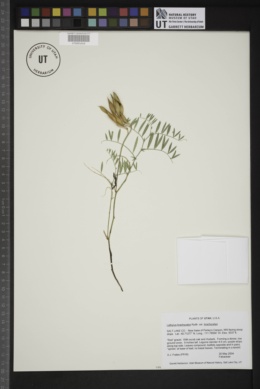 Lathyrus brachycalyx subsp. brachycalyx image