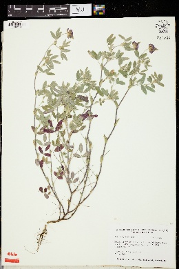 Image of Trifolium grandiflorum