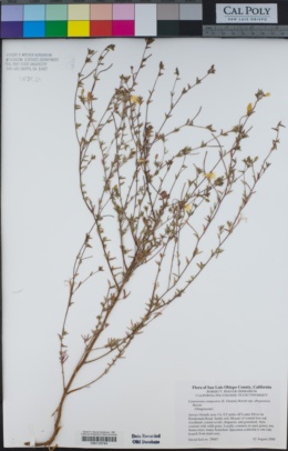 Camissonia campestris subsp. obispoensis image